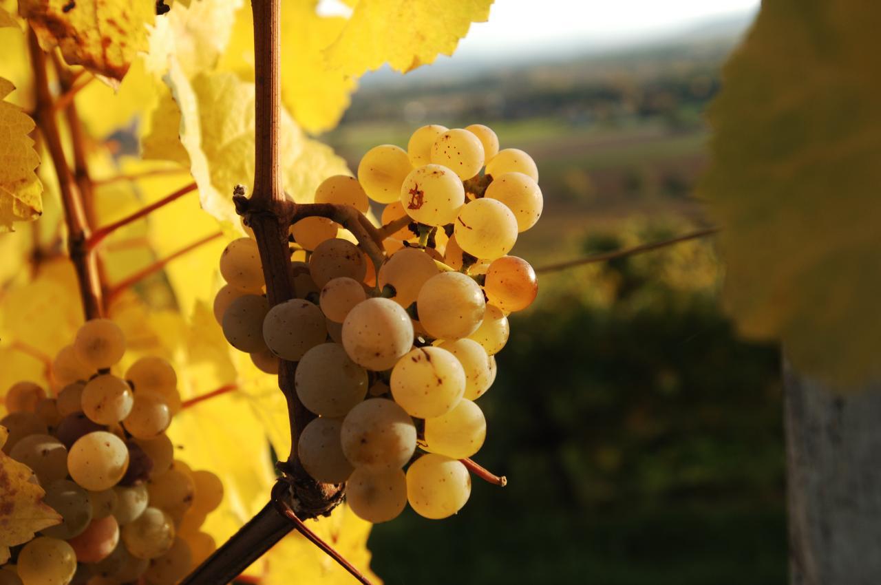 Prabatsch-Aichinger Winzergut Leilighet Langenlois Eksteriør bilde